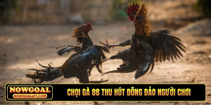 Chọi gà 88 thu hút đông đảo người chơi quan tâm